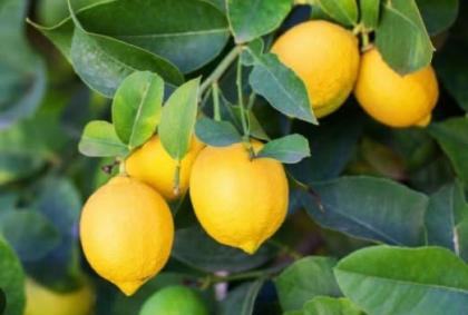 Sorbetto al Limone